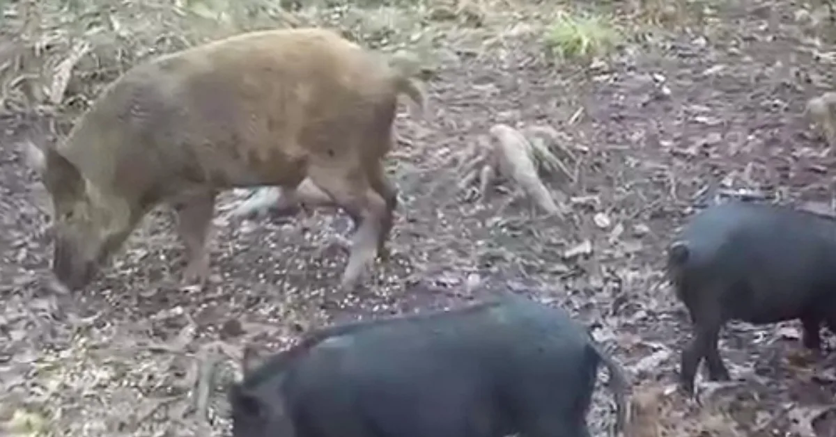 Feral Pigs Are Taking Over a Florida Neighborhood