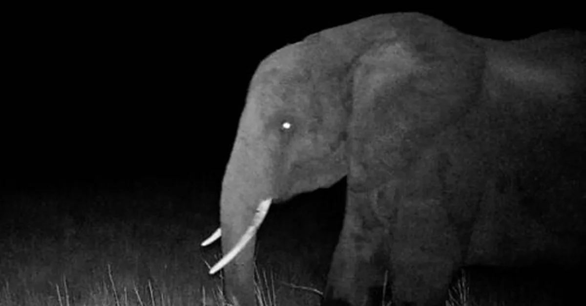 Hunting for elusive "ghost elephants"