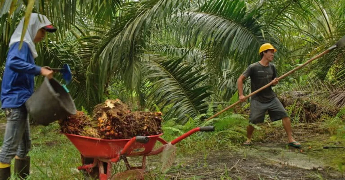 Indonesia firms in palm oil fraud probe supplied fuel majors