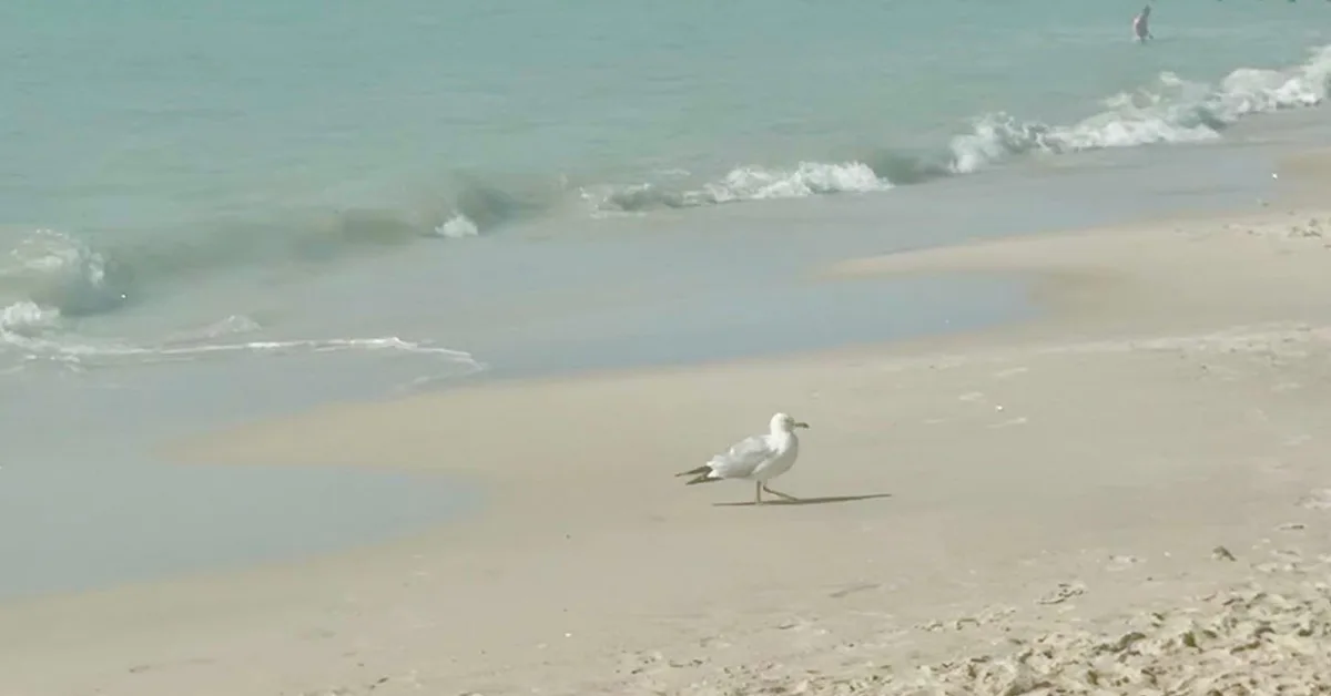 Legal Ethics Roundup: Ethics Of AI Glasses In Court, Gambling Lawyer Guilty, SCOTUS Restricts Access to Counsel, Judge's Novel Recusal & More