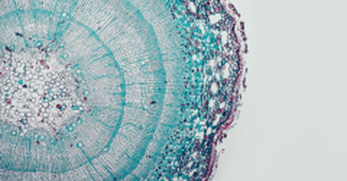 Decoding DNA with AI: Living Models emerges from stealth with $7M