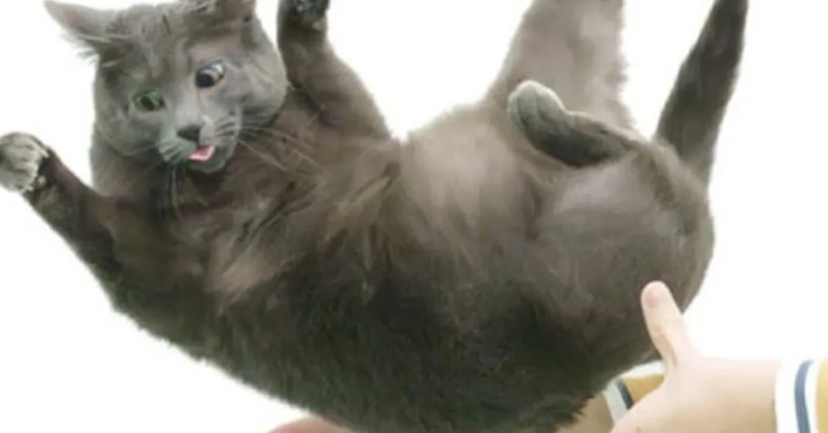 Flexible feline spines shed light on "falling cat" problem