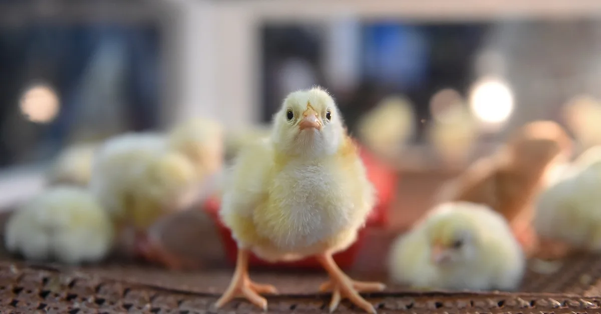 Prepping for a disaster? You'll probably want to pack a little treat.