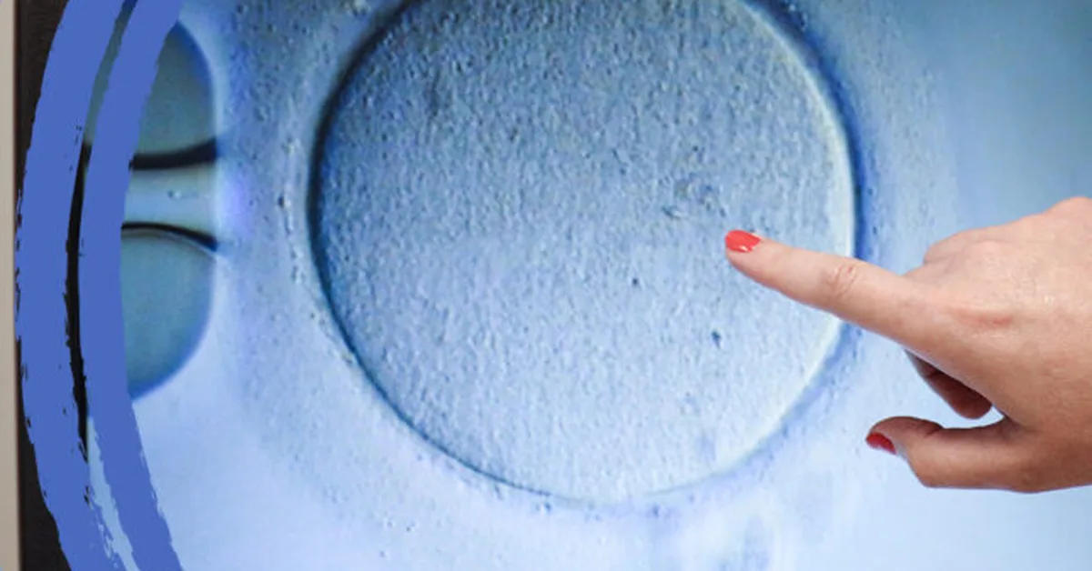 Opinion: STAT+: 6 key dilemmas as human embryo models get ever closer to the real thing