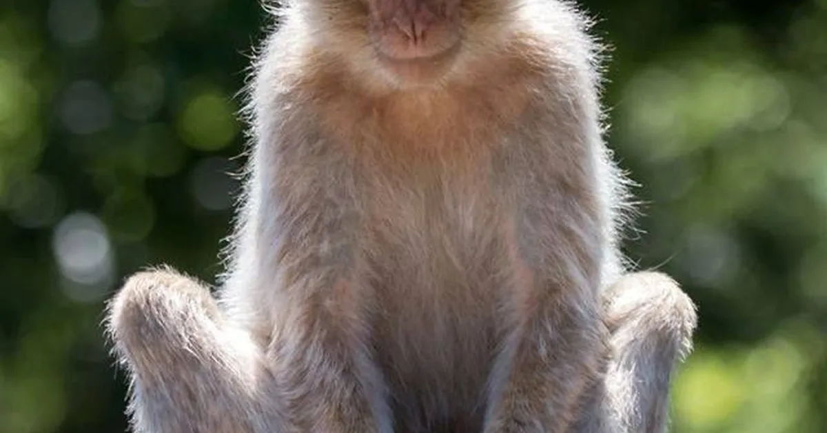 BigMaQ: A Big Macaque Motion and Animation Dataset Bridging Image and 3D Pose Representations