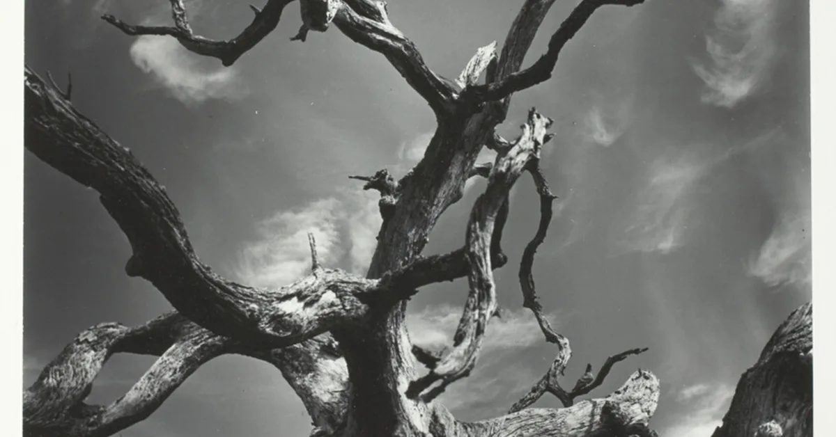 Seeing What Matters: Visual Preference Policy Optimization for Visual Generation