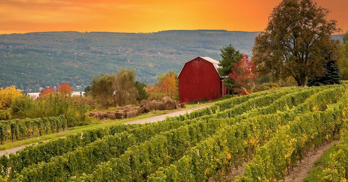 The 5 US states with the best wineries, according to a sommelier