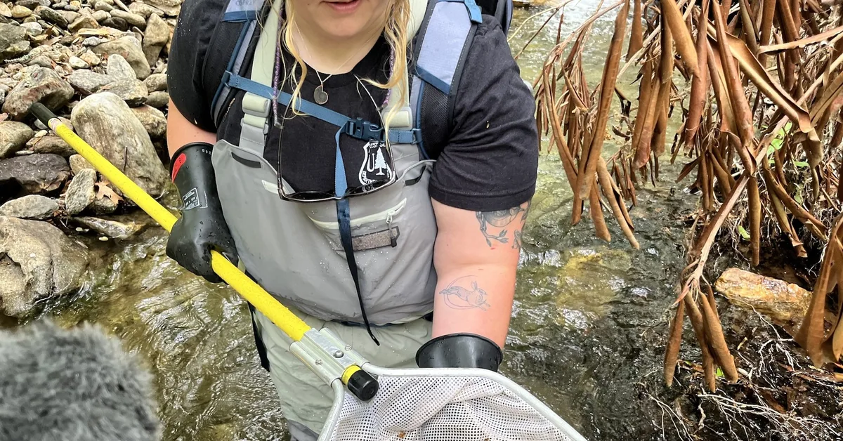 Appalachia's iconic salamander was slated for federal protection. It's still in limbo.