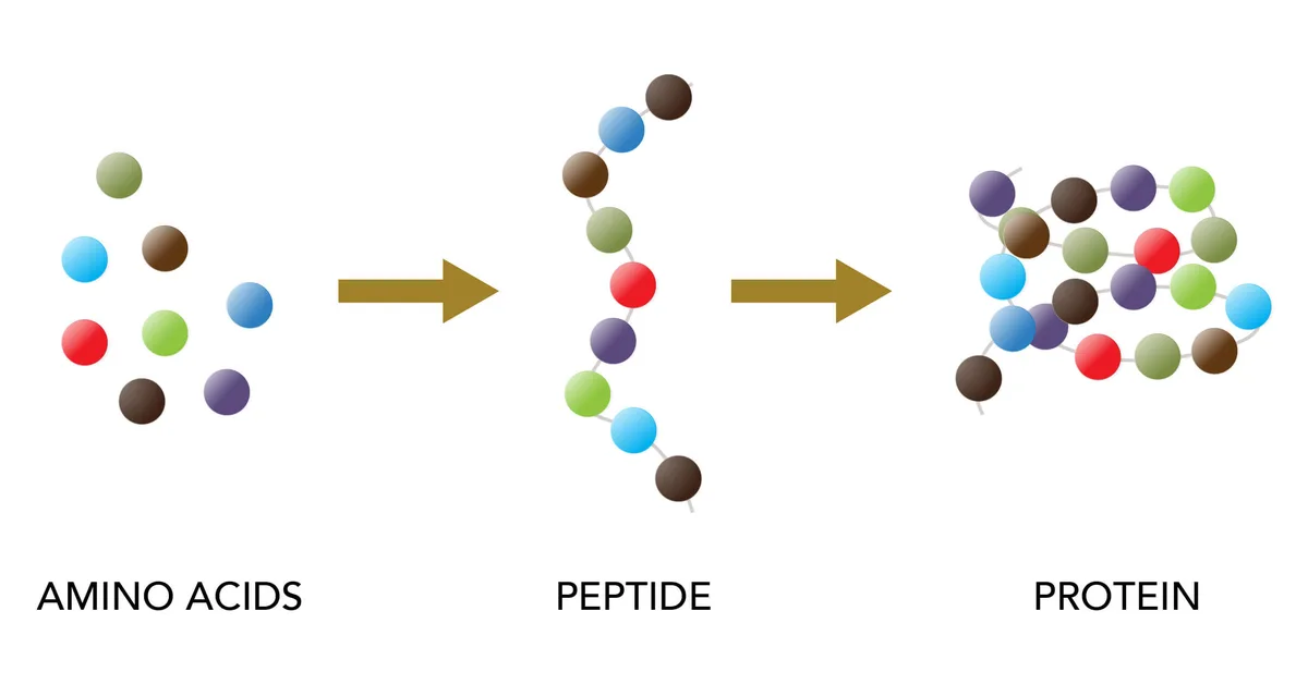 Peptides are everywhere. Here's what you need to know.