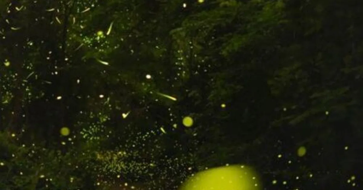 The science of how fireflies stay in sync